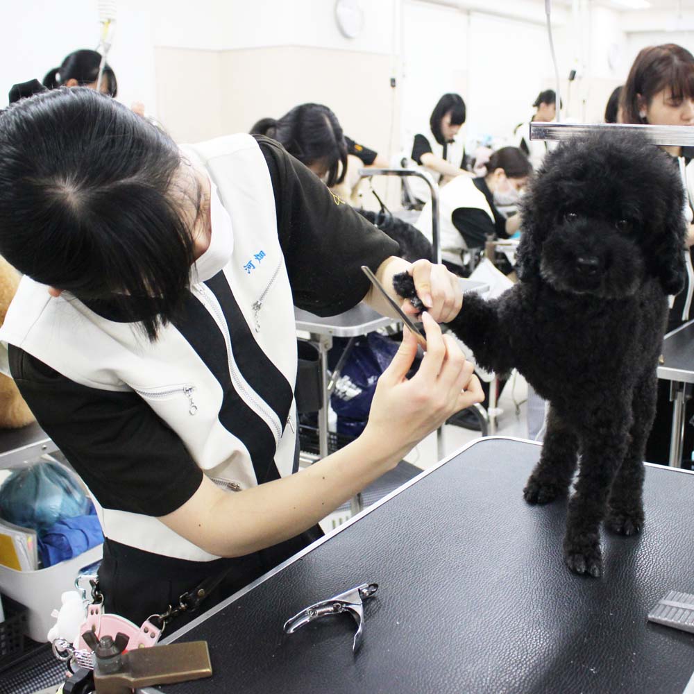 ２年生、お客様犬のトリミング☆